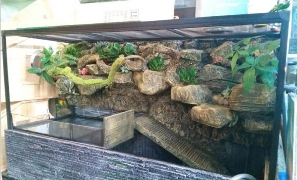 怎么布置草龟缸，宠物龟盆里设计