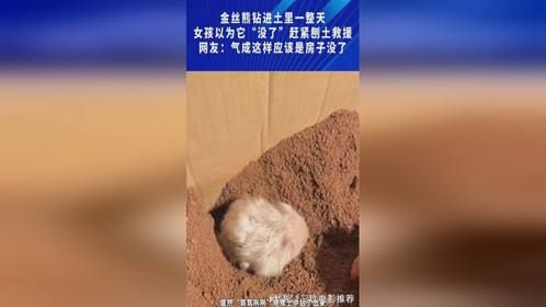 金丝熊钻进土里一整天，女孩以为它“没了”赶紧刨土救援
