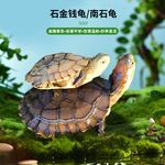 小型石金钱龟乌龟活物招财黄金龟正宗龟苗小青龟乌龟越南石金钱龟