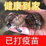 正宗广东种金线长寿龟南种石金钱龟乌龟活物乌龟活体镇宅招财龟