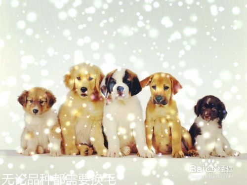 宠物狗狗什么时候换毛？期间需要补充什么营养？