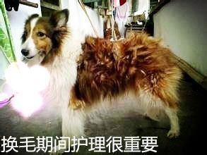 宠物狗狗什么时候换毛？期间需要补充什么营养？