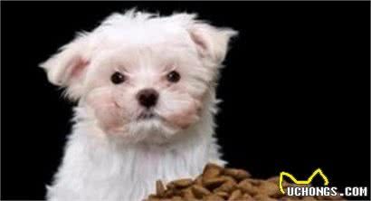 犬粮买多了怎么办，我们要如何储存，才能够保证狗狗吃上健康粮