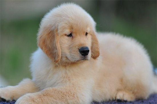 比熊犬的优点和缺点