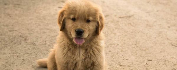 比熊犬的优点和缺点