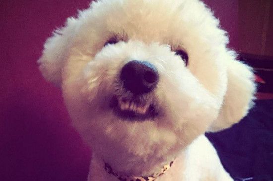 比熊犬的优点和缺点