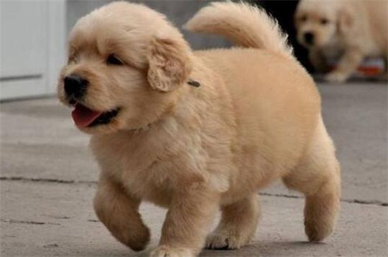 比熊犬的优点和缺点