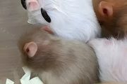幼小的仓鼠怎么养