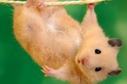 冬天养仓鼠需要注意什么
