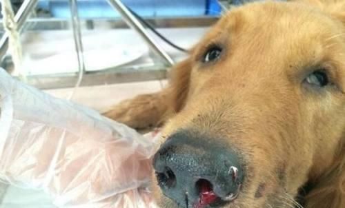 如何解决对狗过敏的问题（探寻过敏原因与处理方法）