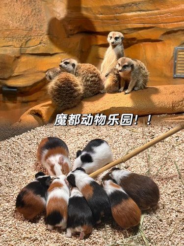 魔都！！动物岛！！上海新开的！！