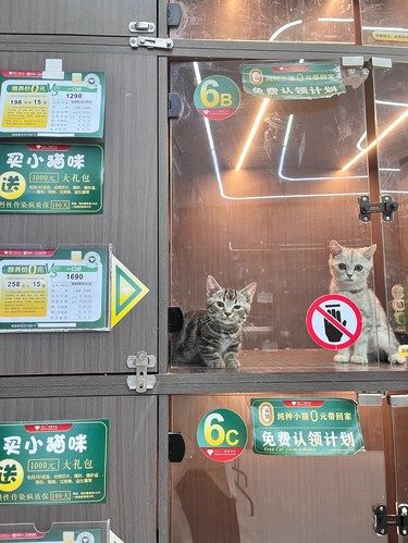 谁能拒绝一只会抛媚眼的猫咪？