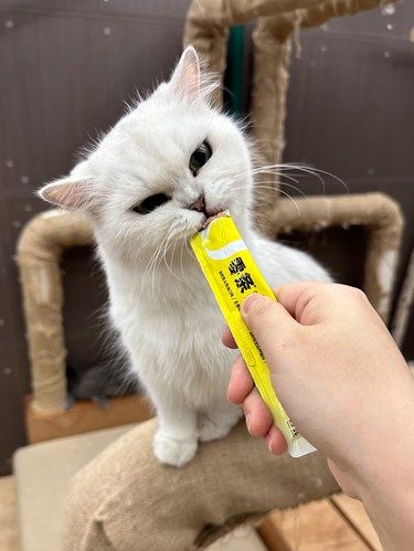 武汉解压好去处！！被毛孩子治愈的一天！！！