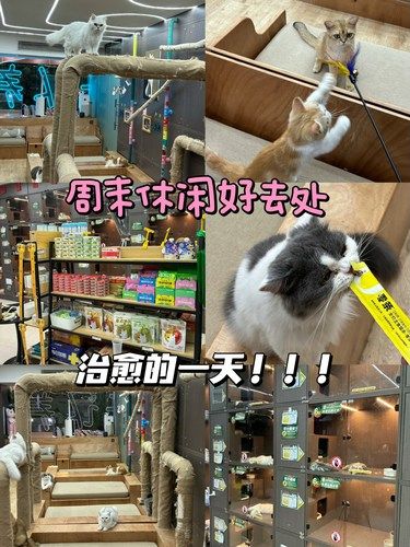 自从发现这家宝藏猫咖，再也没去过别的店！！