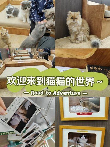 欢迎来到猫猫的世界～