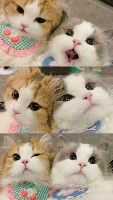 爱在一起的小猫团子