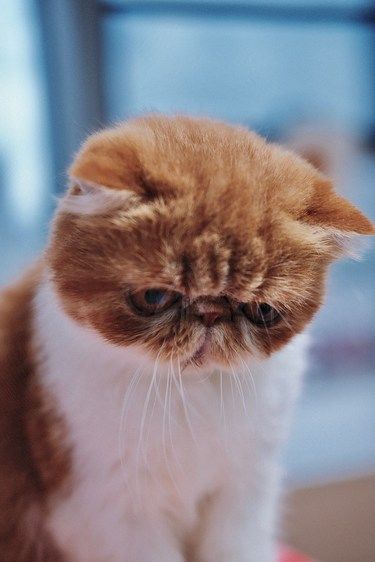 养猫对你来说意味着什么？