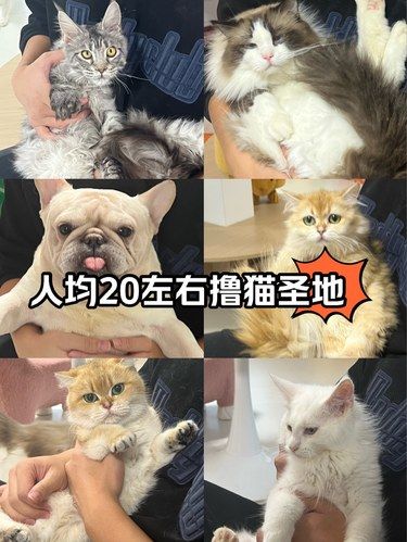 报恩猫咪？人均20左右不限时撸猫？？