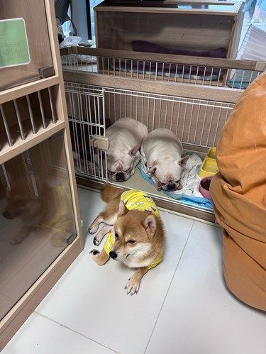 桃园三结义！带头大锅大黄！