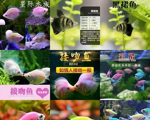 黑裙鱼的饲养方法（打造健康舒适的黑裙鱼家族）