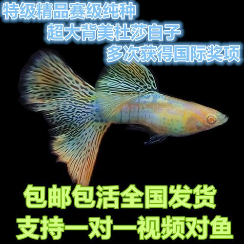 精品纯种孔雀鱼：精品纯种孔雀鱼大尾巴观赏热带鱼 