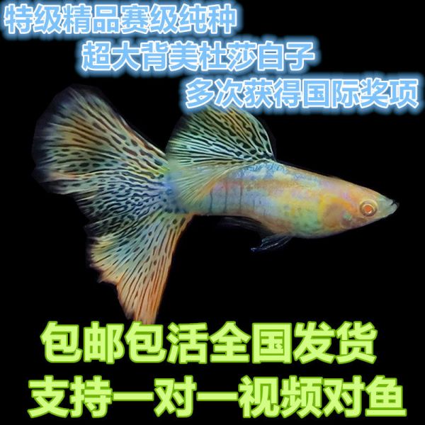 -标题图
