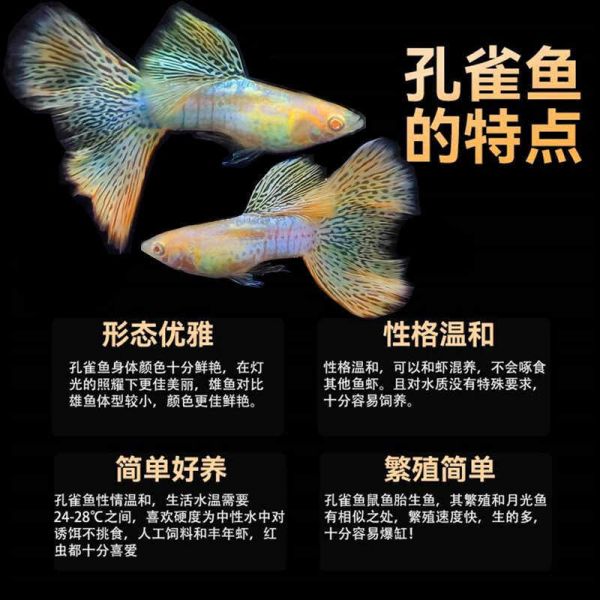 -图1