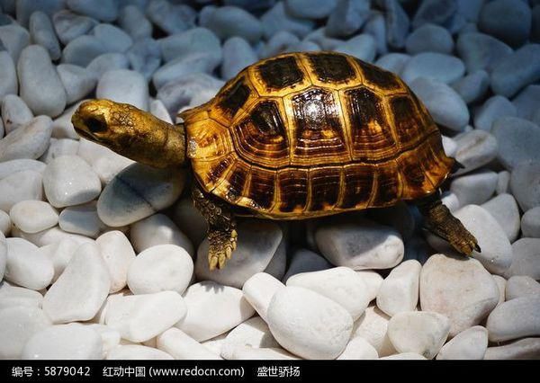 介绍我温馨的“萌宠龟乐园”，观赏可爱龟儿，尽享与萌宠时光
