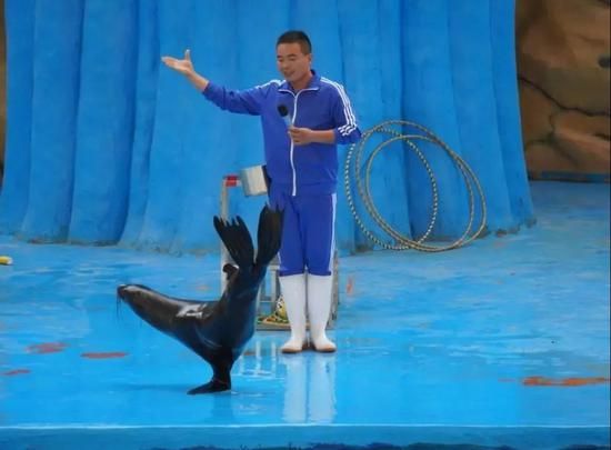 憨萌任性海狮表演