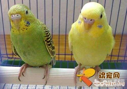 鹦鹉各阶段饲养有何不同