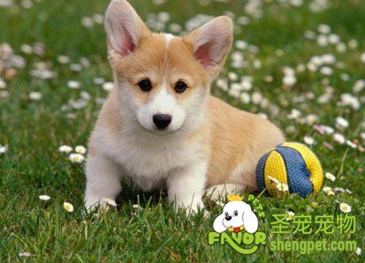 柯基犬
