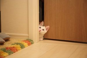 如何训练猫咪？插图1