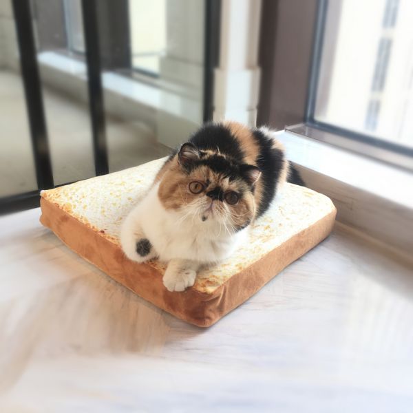 如何训练猫咪？插图2