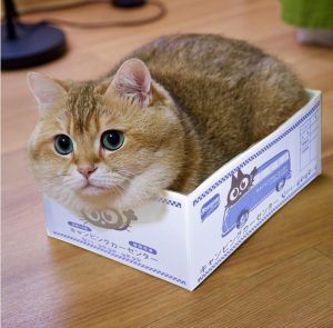 如何训练猫咪？插图4