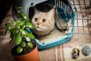 如何训练猫咪？插图3