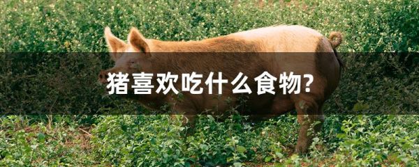 猪喜欢吃什么食物?