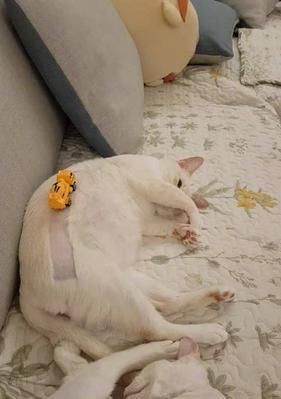 如何为你的猫咪进行剃毛造型（宠物美容必知的技巧和注意事项）