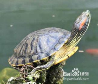巴西龟的饲养技巧
