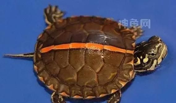 西部锦龟的饲养方法（了解正确的饲养技巧，打造健康的宠物龟生活）