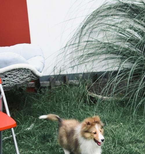 喜乐蒂犬的身高体重详解（一只健康的喜乐蒂犬需要控制多少体重？）