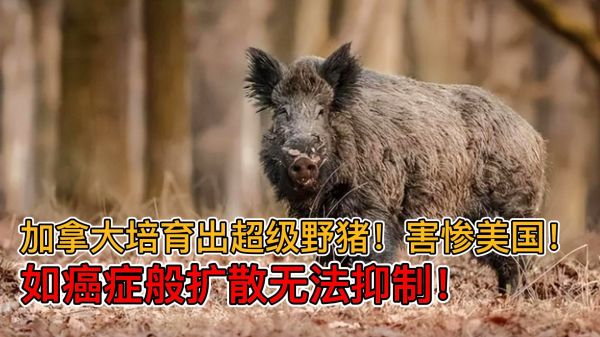 加拿大培育出超级野猪！害惨美国！如癌症般扩散无法抑制！