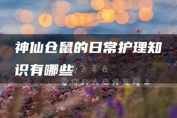 神仙仓鼠的日常护理知识有哪些
