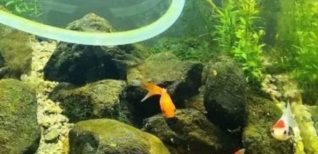 北方鱼缸水怎么软化水质