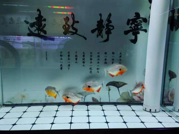 鱼缸水质出问题怎么调节好 鱼缸水质不好怎么调(图2)