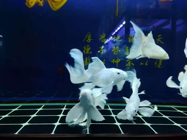 鱼缸水质出问题怎么调节好 鱼缸水质不好怎么调(图3)