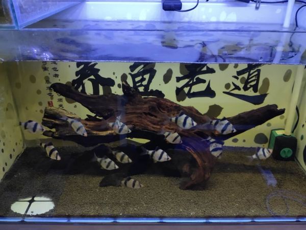 鱼缸水质出问题怎么调节好 鱼缸水质不好怎么调(图4)
