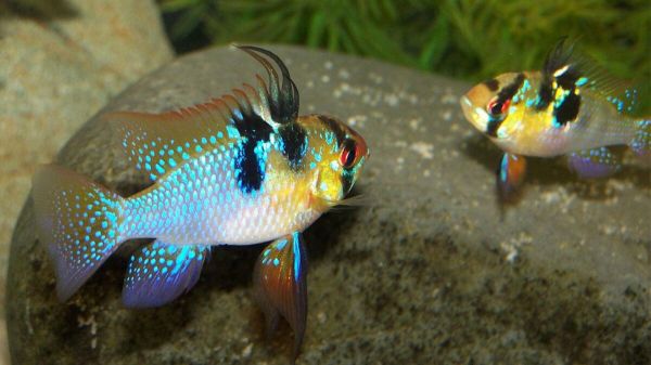 新手鱼缸开缸养水教程，5 个步骤简单搞定