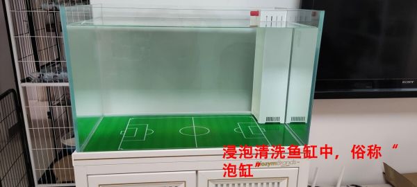 新手鱼缸开缸养水教程，5 个步骤简单搞定