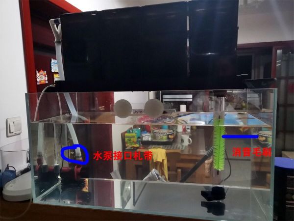 新手鱼缸开缸养水教程，5 个步骤简单搞定
