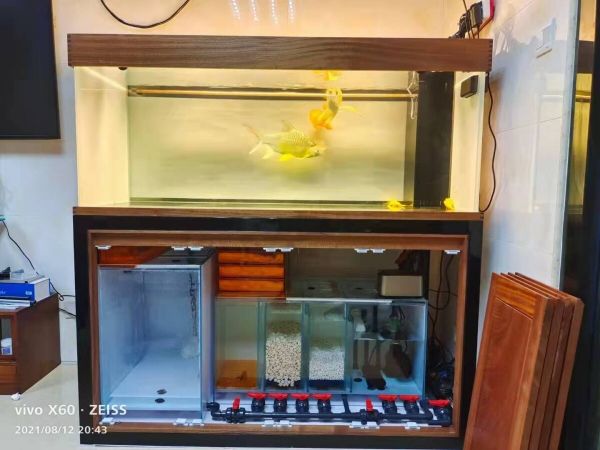 新手鱼缸开缸养水教程，5 个步骤简单搞定